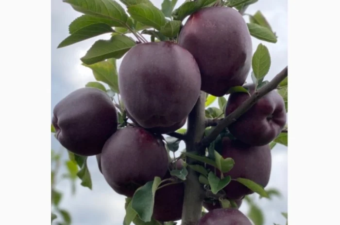 Продам яблука відмінної якості- фото № 6