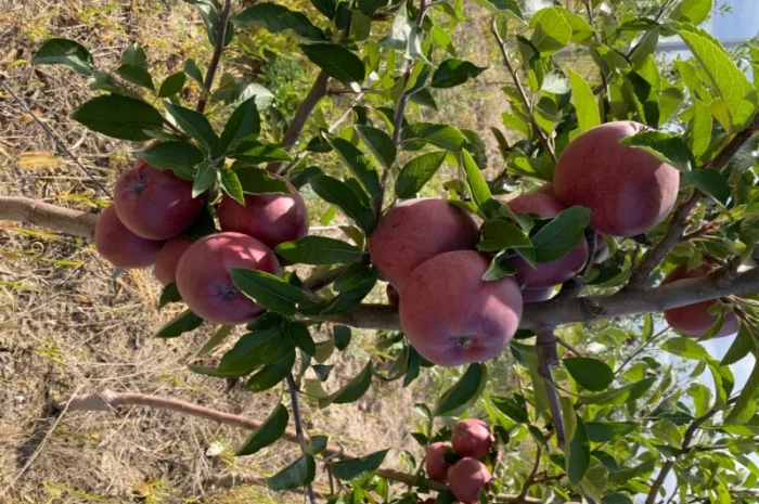 Продам Яблоко- фото № 1