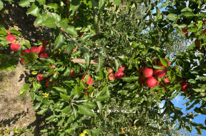 Продам Яблоко- фото № 9