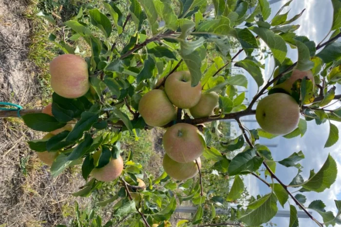 Продам Яблоко- фото № 4