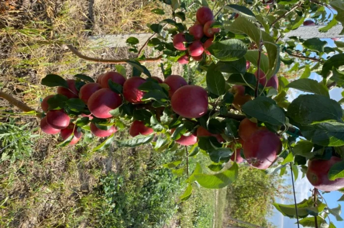 Продам Яблоко- фото № 5