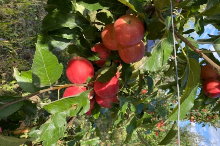 Продам Яблоко- фото № 6