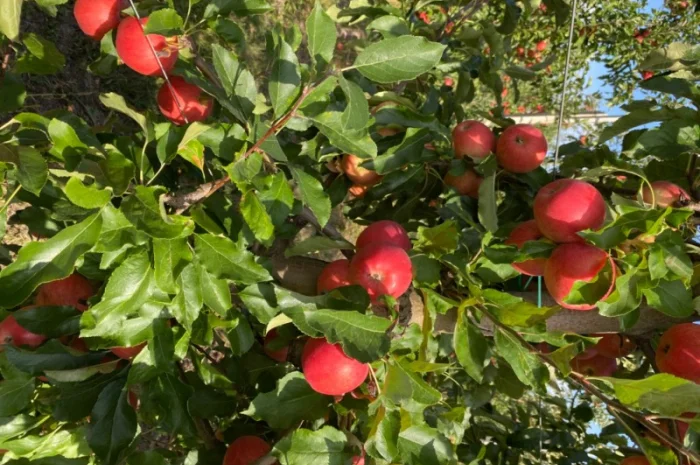 Продам Яблоко- фото № 7