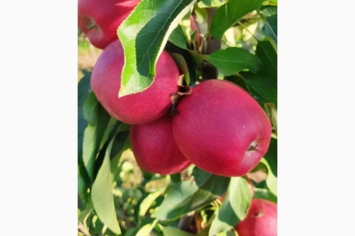 Продам Галу Венус- фото № 1