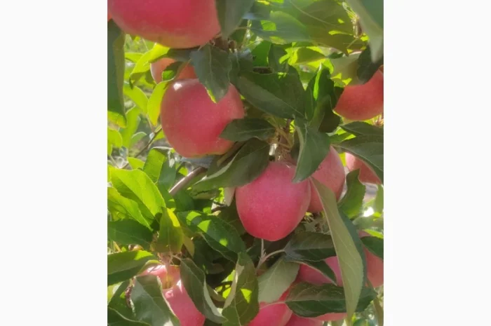 Продам Галу Венус- фото № 5