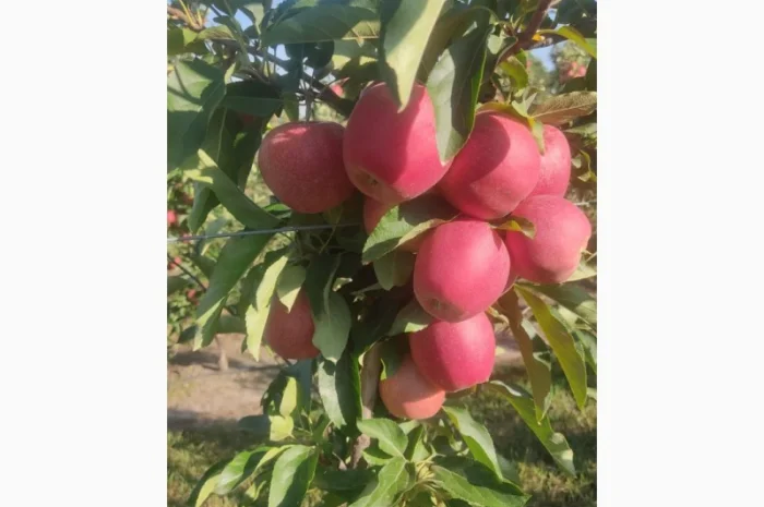 Продам Галу Венус- фото № 6