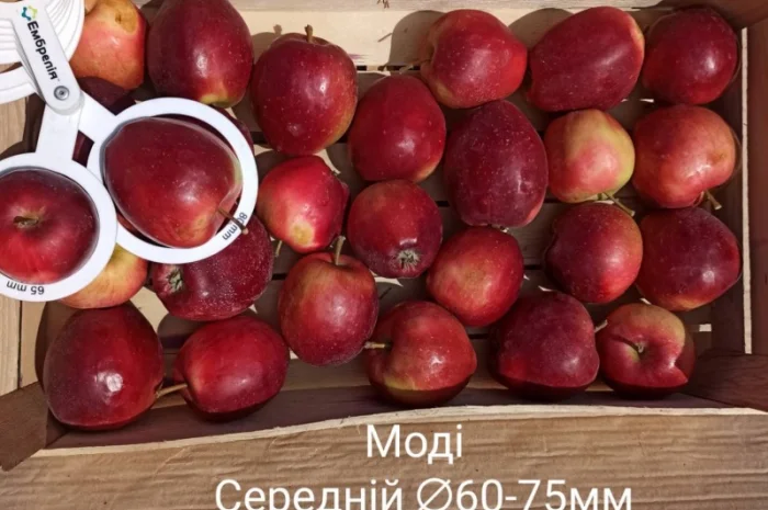 Постійно продаю яблука в асортименті- фото № 1