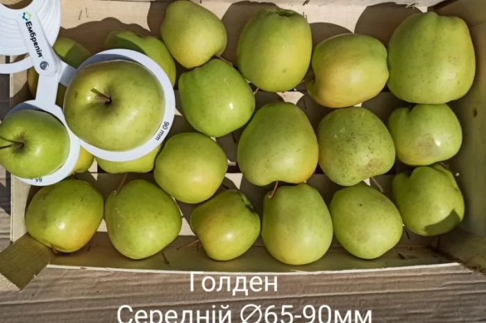 Постійно продаю яблука в асортименті- фото № 2