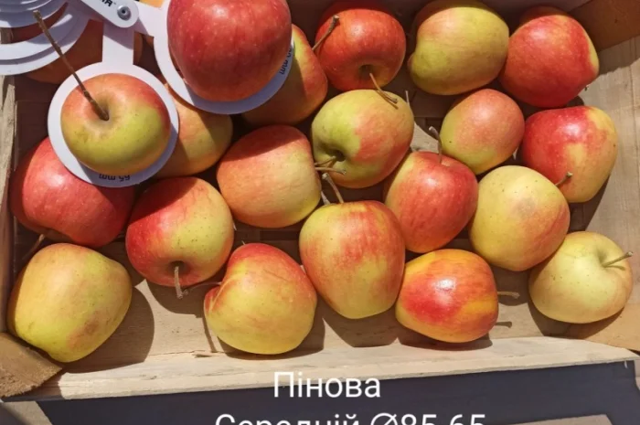 Постійно продаю яблука в асортименті- фото № 3