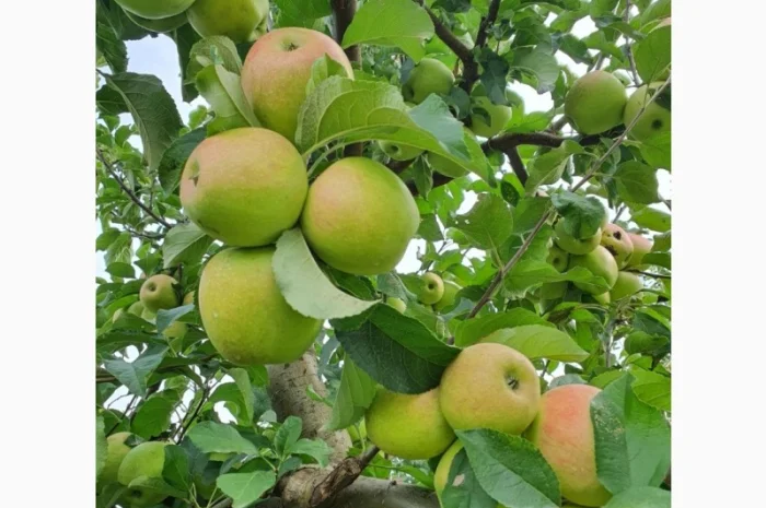 Продаю яблука оптом- фото № 3