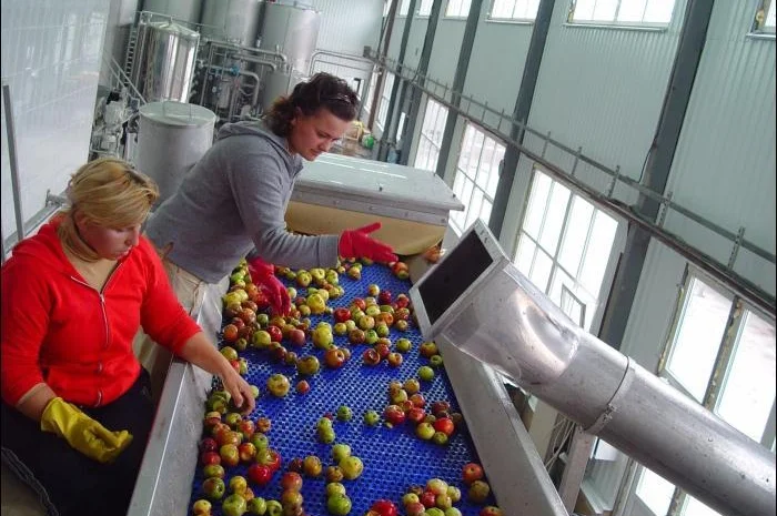 Закупаем яблоко на переработку- фото № 1