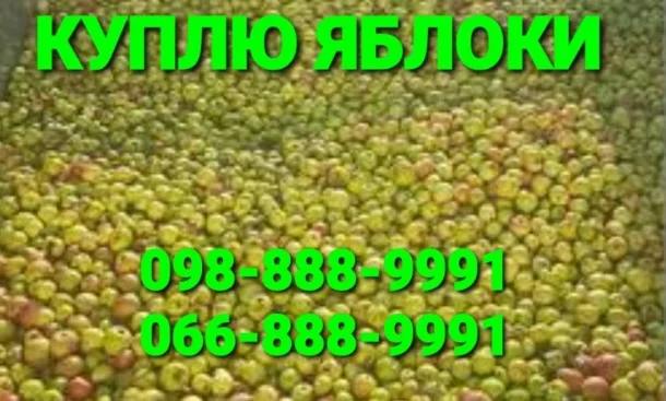 Куплю яблоки некондицию и подбор, оптом на пром. переработку, (пюре, повидло, сок) Харьков- фото № 1