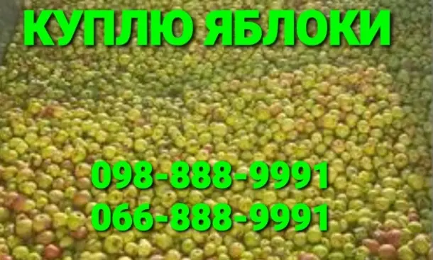 Куплю яблука некондицію і підбір- фото № 1