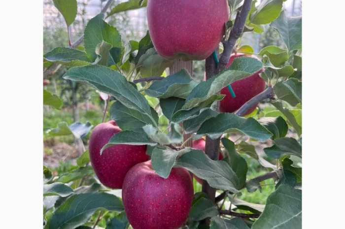 Продам яблука Гала Шнікорет, а також є сорти:джеромін, шолден, ерован, фуджі сан, голден парсі- фото № 2