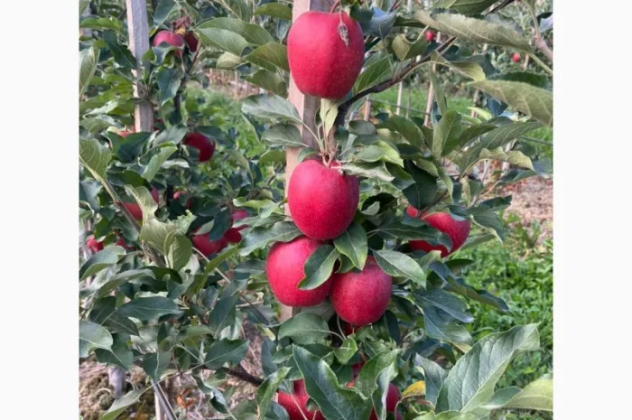 Продам яблука Гала Шнікорет, а також є сорти:джеромін, шолден, ерован, фуджі сан, голден парсі- фото № 3