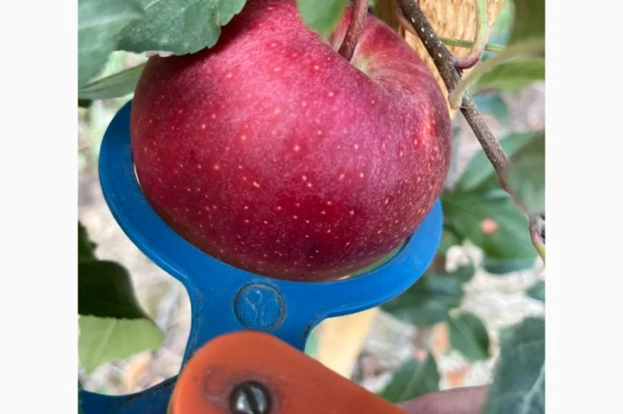 Продам яблука Гала Шнікорет, а також є сорти:джеромін, шолден, ерован, фуджі сан, голден парсі- фото № 4