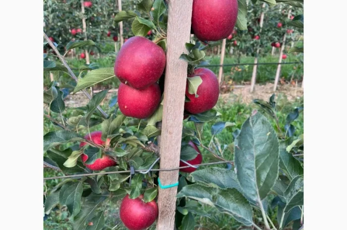 Продам яблука Гала Шнікорет, а також є сорти:джеромін, шолден, ерован, фуджі сан, голден парсі- фото № 5