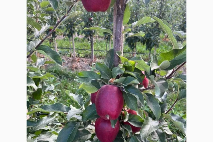 Продам яблука Гала Шнікорет, а також є сорти:джеромін, шолден, ерован, фуджі сан, голден парсі- фото № 6