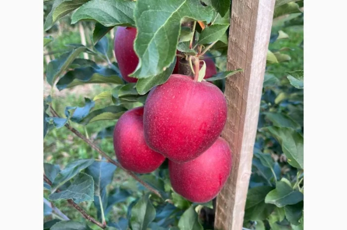 Продам яблука Гала Шнікорет, а також є сорти:джеромін, шолден, ерован, фуджі сан, голден парсі- фото № 7