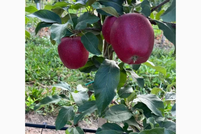 Продам яблука Гала Шнікорет, а також є сорти:джеромін, шолден, ерован, фуджі сан, голден парсі- фото № 8