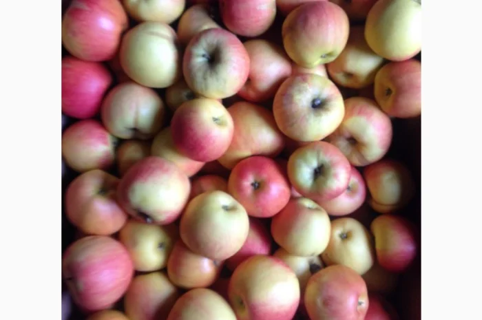 Прдам з складу яблука сорту айдаред- фото № 2