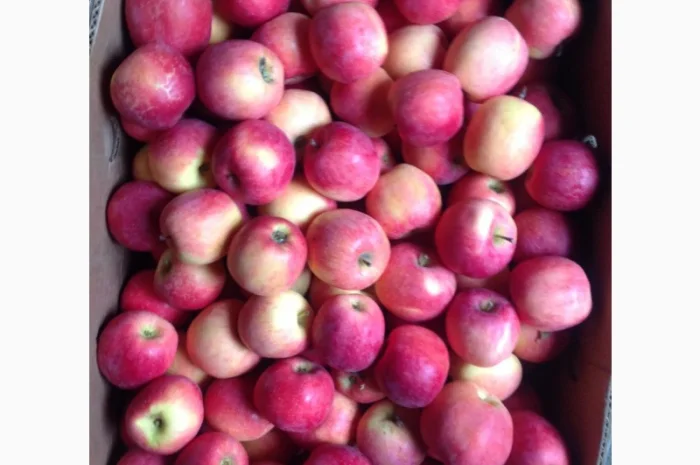 Прдам з складу яблука сорту айдаред- фото № 3