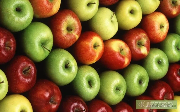 Предприятие закупает яблоки- фото № 1