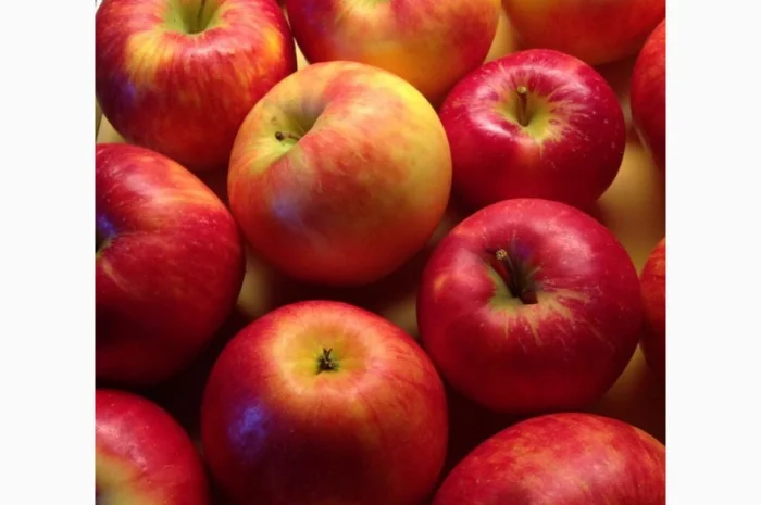 Купую яблука на переробку- фото № 1