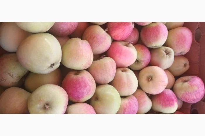 Продам яблоки летний сорт Пирус- фото № 2