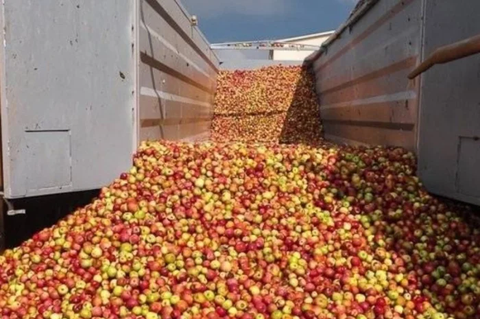 Куплю яблоки оптом (некондицию) на перероботку (сок, повидло) от населения Харьков- фото № 1