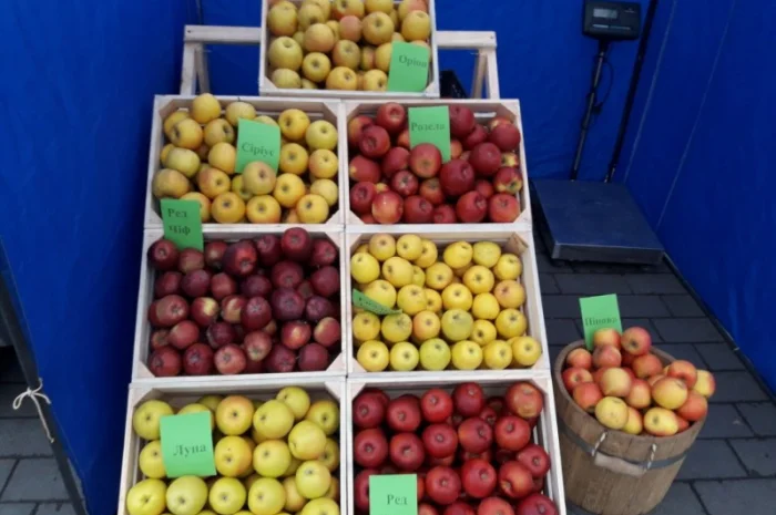 Продам Яблуко опт- фото № 1