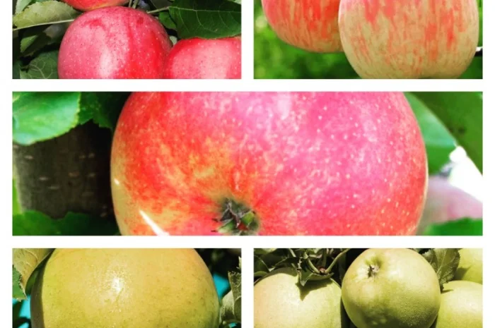 Фермерське господарство продасть опт яблука більше 15 сортів- фото № 1