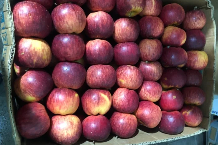 Продам яблука- фото № 1