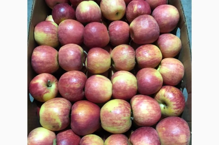 Продам яблука- фото № 2