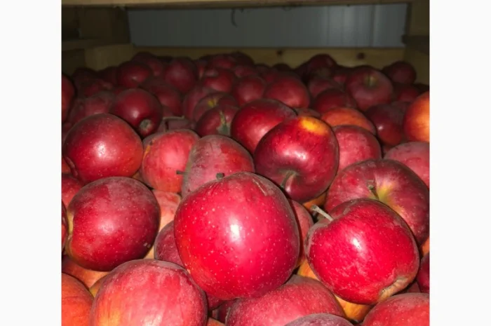 Продам яблука- фото № 5