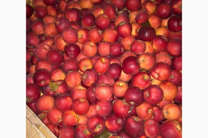 Продам яблука- фото № 6