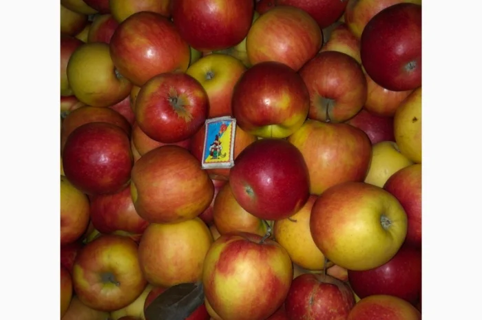 Продам яблука- фото № 7