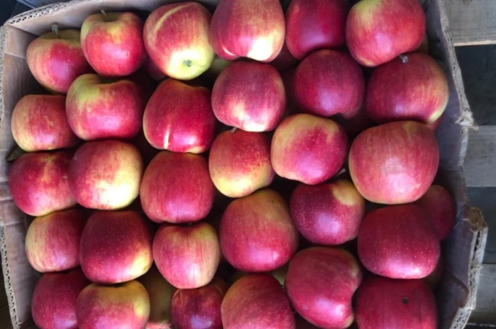 Продам яблука- фото № 8