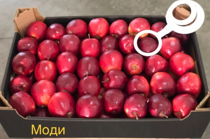 Яблука продажа. Опт. Холодильник смарт фреш Голден, черний принц, ред чіф- фото № 2