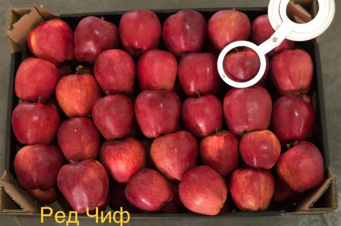 Яблука продажа. Опт. Холодильник смарт фреш Голден, черний принц, ред чіф- фото № 4