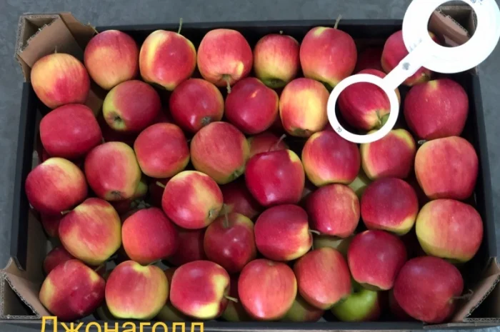 Яблука продажа. Опт. Холодильник смарт фреш Голден, черний принц, ред чіф- фото № 5