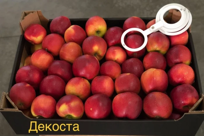 Яблука продажа. Опт. Холодильник смарт фреш Голден, черний принц, ред чіф- фото № 6