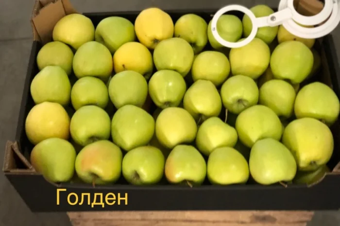 Яблука продажа. Опт. Холодильник смарт фреш Голден, черний принц, ред чіф- фото № 7