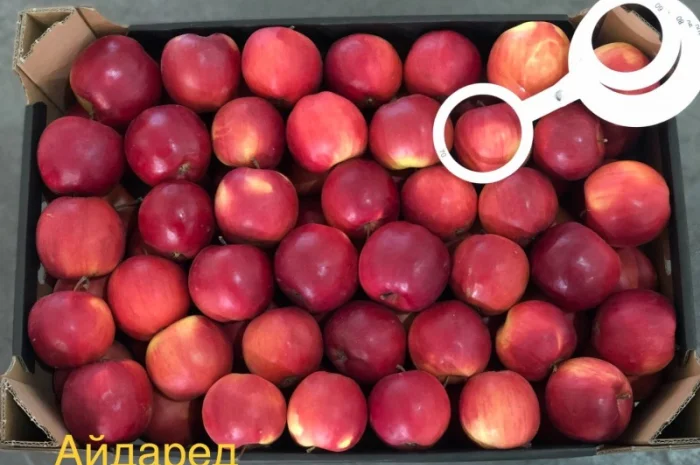 Яблука продажа. Опт. Холодильник смарт фреш Голден, черний принц, ред чіф- фото № 8