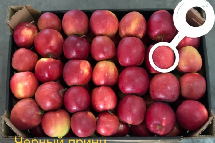 Яблука продажа. Опт. Холодильник смарт фреш Голден, черний принц, ред чіф- фото № 9