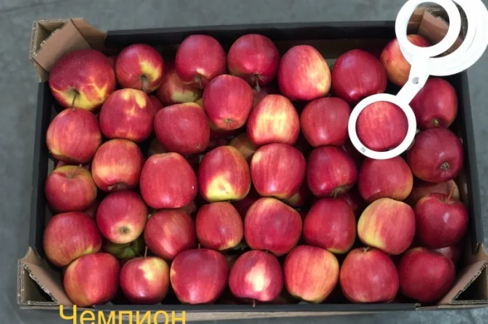 Яблука продажа. Опт. Холодильник смарт фреш Голден, черний принц, ред чіф- фото № 10