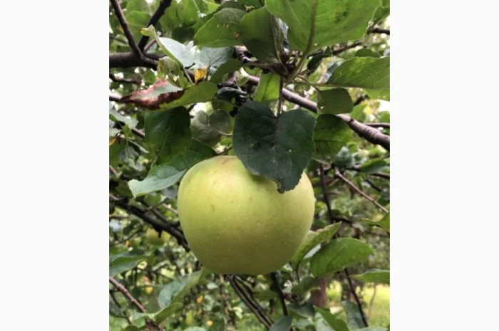 Купимо яблука Семиренко оптом від 20 тон- фото № 1