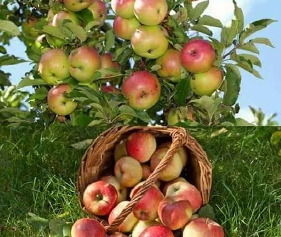 Шукаємо постачальників яблук по всій Україні від 10 тон- фото № 1