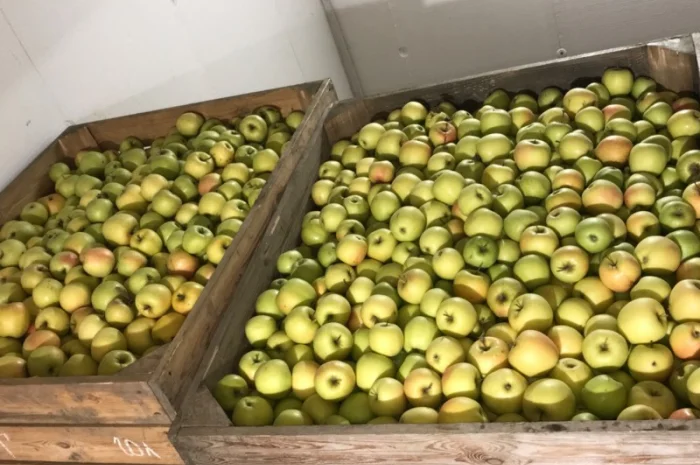 Продам яблуко різних сортів, гарної якості- фото № 9