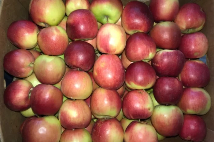 Продам яблуко різних сортів, гарної якості- фото № 1